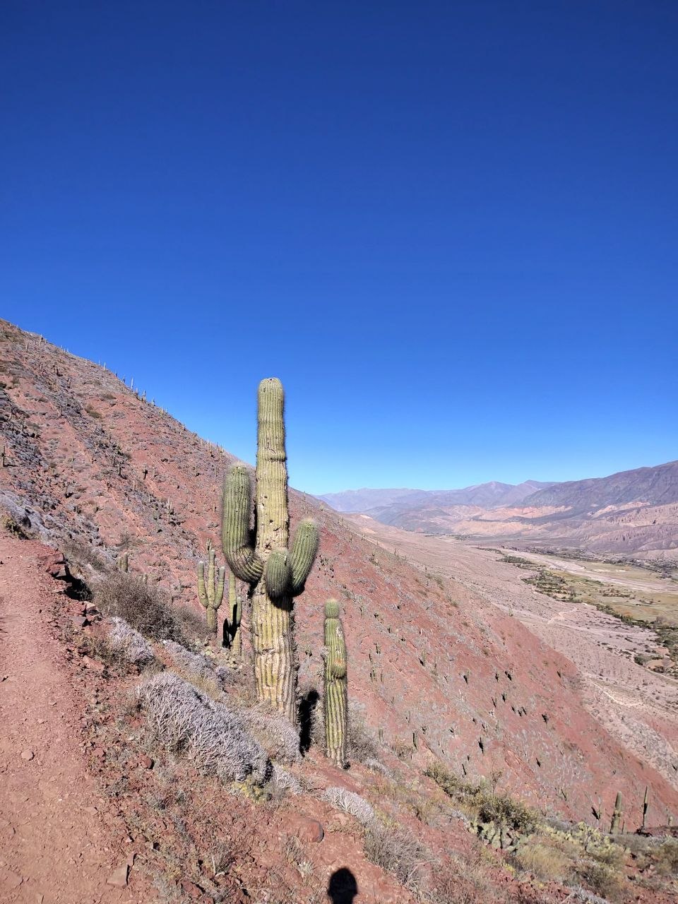 Tilcara cactus, Quebrada region, Argentina